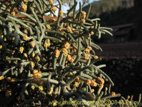 Bild von Cupressus sempervirens (Ciprés italiano / Ciprés mediterráneo). Klicken Sie, um den Ausschnitt zu vergrössern.