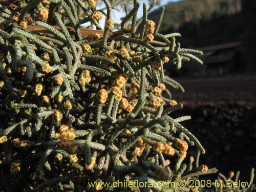 Image of Cupressus sempervirens (Ciprés italiano / Ciprés mediterráneo). Click to enlarge parts of image.