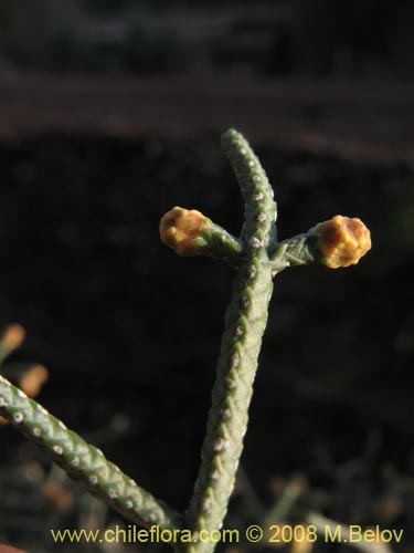 Imágen de Cupressus sempervirens (Ciprés italiano / Ciprés mediterráneo). Haga un clic para aumentar parte de imágen.