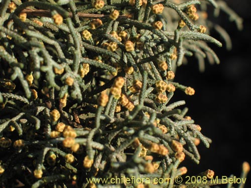 Фотография Cupressus sempervirens (Ciprés italiano / Ciprés mediterráneo). Щелкните, чтобы увеличить вырез.