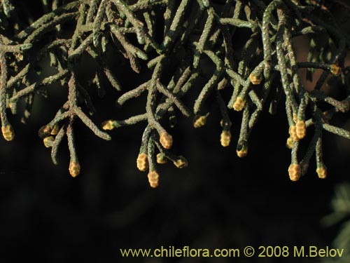 Фотография Cupressus sempervirens (Ciprés italiano / Ciprés mediterráneo). Щелкните, чтобы увеличить вырез.