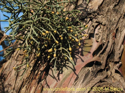 Imágen de Cupressus sempervirens (Ciprés italiano / Ciprés mediterráneo). Haga un clic para aumentar parte de imágen.