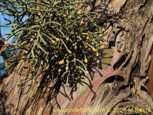 Bild von Cupressus sempervirens (Ciprés italiano / Ciprés mediterráneo). Klicken Sie, um den Ausschnitt zu vergrössern.