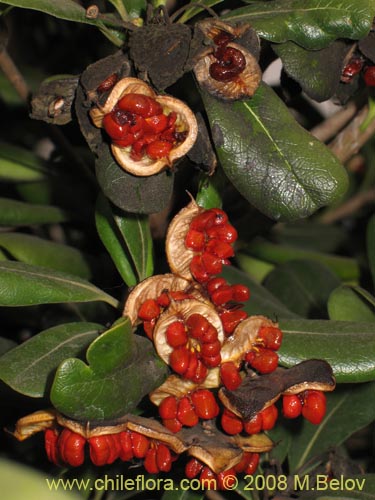 Image of Pittosporum tobira (). Click to enlarge parts of image.