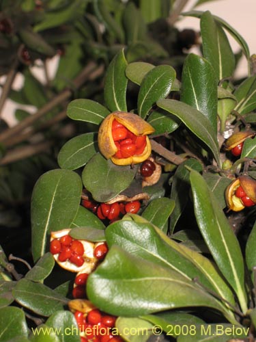 Image of Pittosporum tobira (). Click to enlarge parts of image.