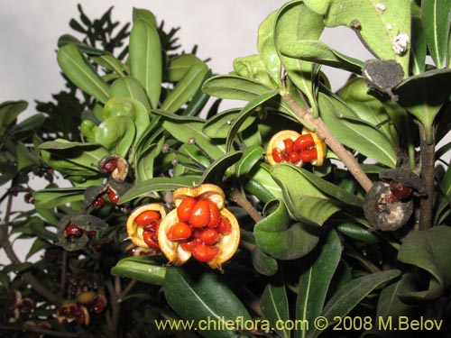 Image of Pittosporum tobira (). Click to enlarge parts of image.