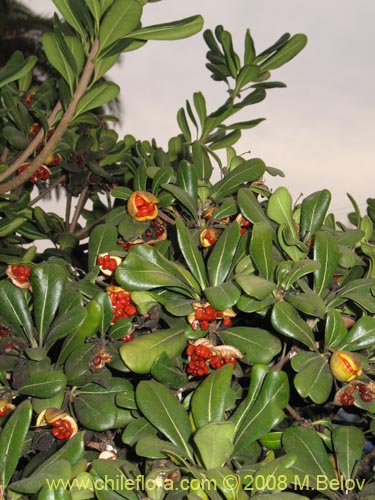 Pittosporum tobira的照片