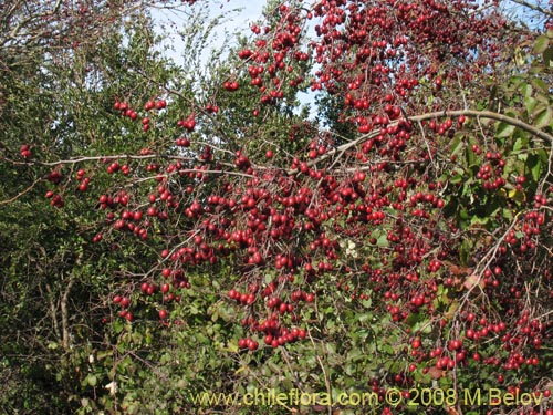 Imágen de Crataegus monogyna (Crategus / Peumo alemán / Peumo extranjero). Haga un clic para aumentar parte de imágen.