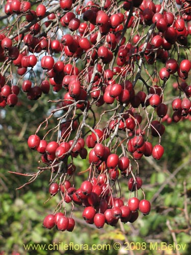 Imágen de Crataegus monogyna (Crategus / Peumo alemán / Peumo extranjero). Haga un clic para aumentar parte de imágen.