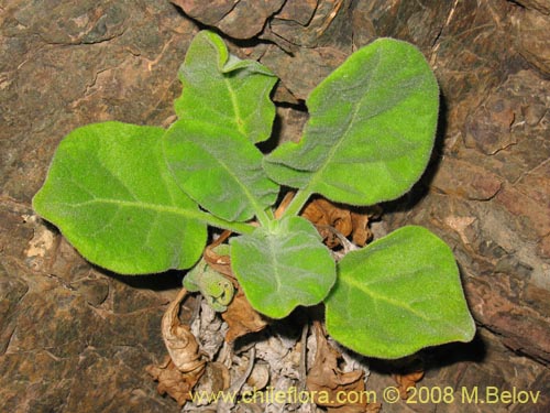 Bild von Nicotiana solanifolia (Tabaco cimarrón). Klicken Sie, um den Ausschnitt zu vergrössern.