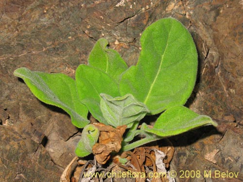 Image of Nicotiana solanifolia (Tabaco cimarrón). Click to enlarge parts of image.