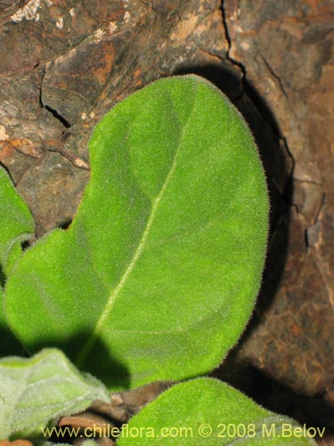 Image of Nicotiana solanifolia (Tabaco cimarrn). Click to enlarge parts of image.