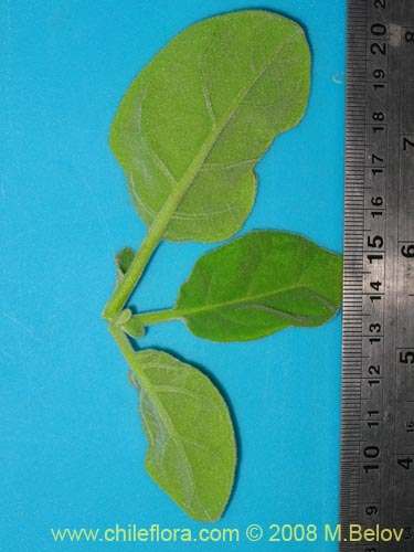 Image of Nicotiana solanifolia (Tabaco cimarrn). Click to enlarge parts of image.