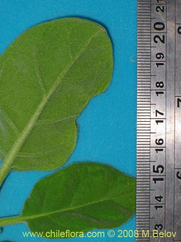 Image of Nicotiana solanifolia (Tabaco cimarrn). Click to enlarge parts of image.