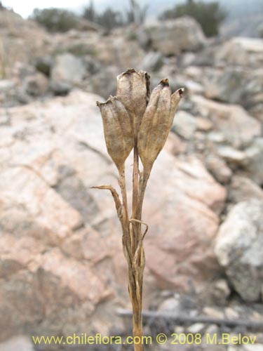 Image of Tigridia philippiana (). Click to enlarge parts of image.