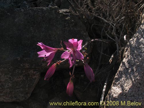 Bild von Alstroemeria violacea (Lirio del campo). Klicken Sie, um den Ausschnitt zu vergrössern.