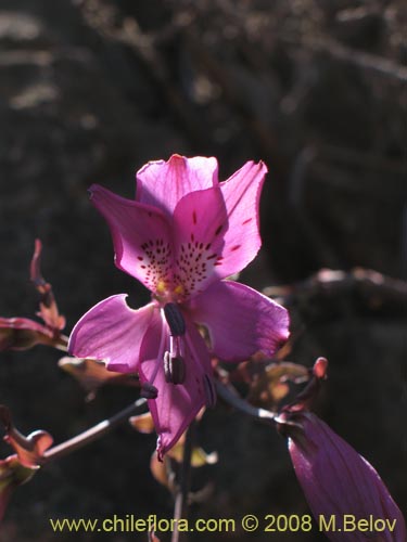 Bild von Alstroemeria violacea (Lirio del campo). Klicken Sie, um den Ausschnitt zu vergrössern.