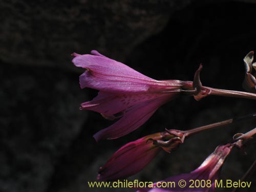 Bild von Alstroemeria violacea (Lirio del campo). Klicken Sie, um den Ausschnitt zu vergrössern.