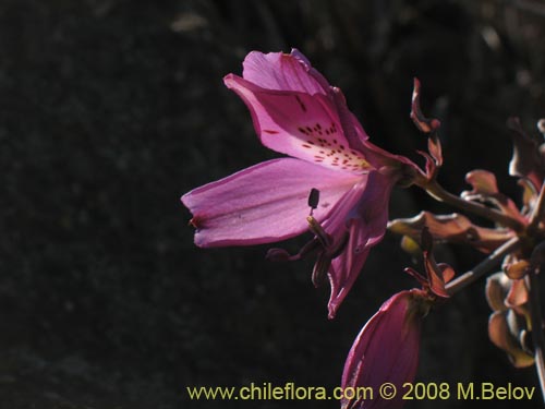 Фотография Alstroemeria violacea (Lirio del campo)