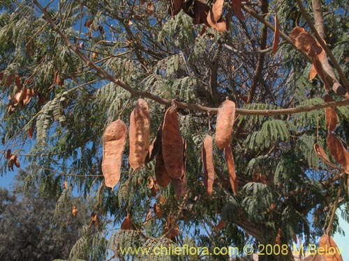 Imágen de Albizia lopthantha (). Haga un clic para aumentar parte de imágen.