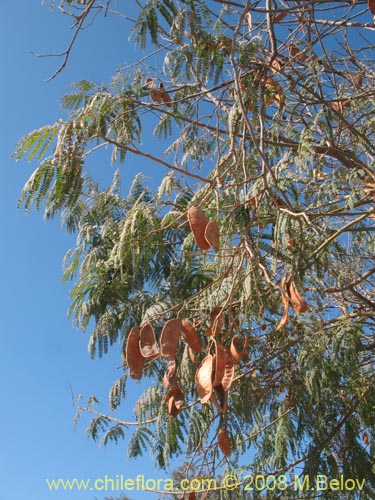 Albizia lopthantha的照片