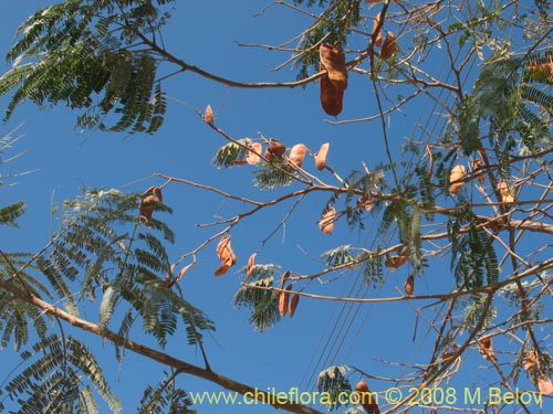 Imágen de Albizia lopthantha (). Haga un clic para aumentar parte de imágen.