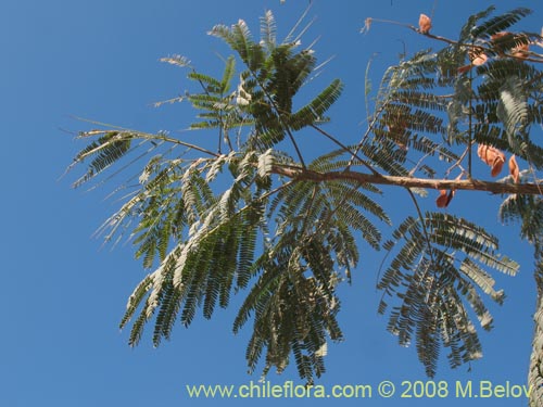 Imágen de Albizia lopthantha (). Haga un clic para aumentar parte de imágen.