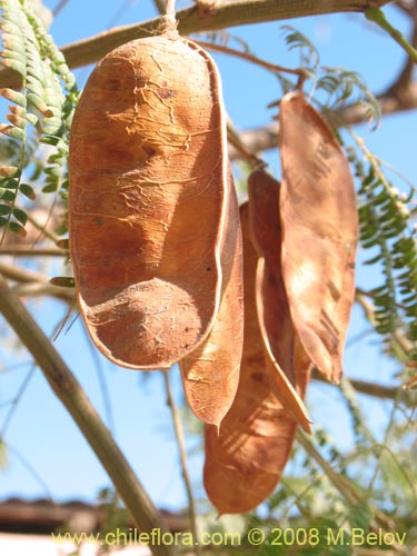 Imágen de Albizia lopthantha (). Haga un clic para aumentar parte de imágen.