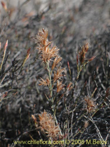 Image of Bakerolimon plumosum (). Click to enlarge parts of image.