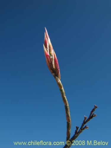 Bild von Bakerolimon plumosum (). Klicken Sie, um den Ausschnitt zu vergrössern.