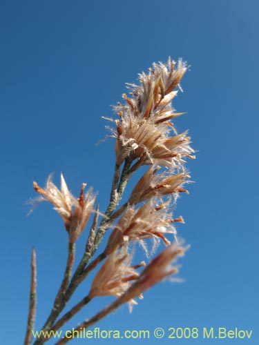 Bild von Bakerolimon plumosum (). Klicken Sie, um den Ausschnitt zu vergrössern.