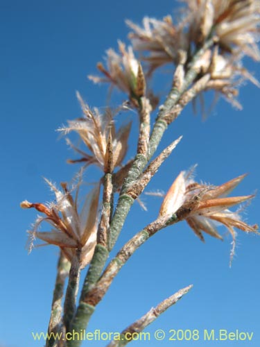 Фотография Bakerolimon plumosum (). Щелкните, чтобы увеличить вырез.