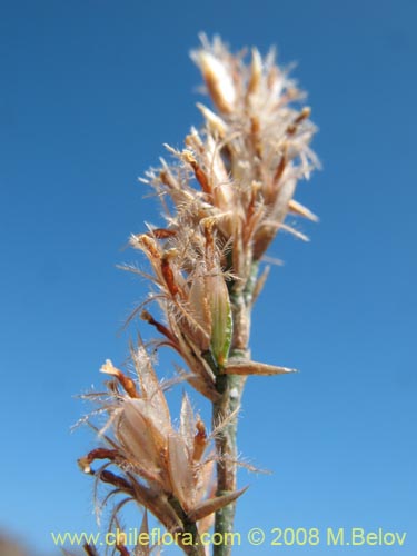 Image of Bakerolimon plumosum (). Click to enlarge parts of image.