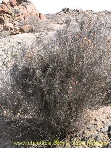 Imágen de Bakerolimon plumosum (). Haga un clic para aumentar parte de imágen.