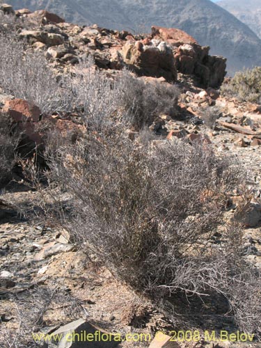 Imágen de Bakerolimon plumosum (). Haga un clic para aumentar parte de imágen.