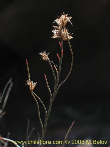 Bakerolimon plumosum的照片