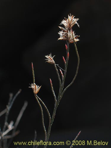 Bakerolimon plumosum的照片