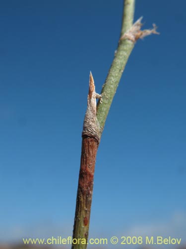 Bild von Bakerolimon plumosum (). Klicken Sie, um den Ausschnitt zu vergrössern.