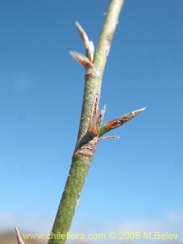 Bild von Bakerolimon plumosum (). Klicken Sie, um den Ausschnitt zu vergrössern.