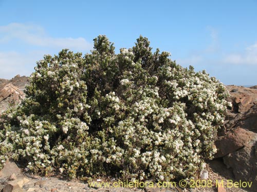 Heliotropium pycnophyllumの写真