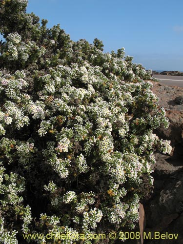 Bild von Heliotropium pycnophyllum (). Klicken Sie, um den Ausschnitt zu vergrössern.