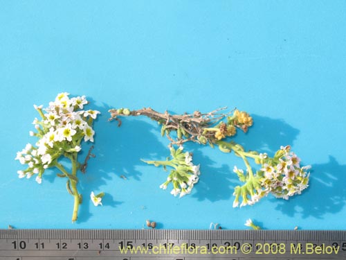 Image of Heliotropium pycnophyllum (). Click to enlarge parts of image.