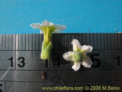 Фотография Heliotropium pycnophyllum (). Щелкните, чтобы увеличить вырез.