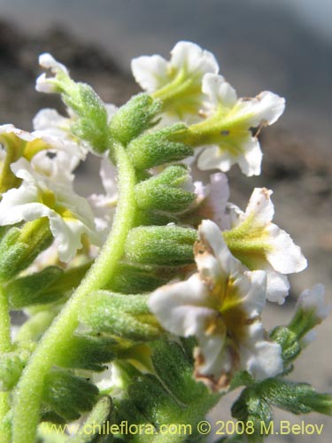 Heliotropium pycnophyllum의 사진