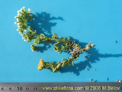 Heliotropium pycnophyllum的照片