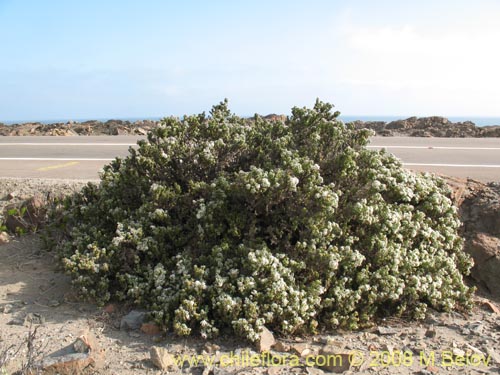 Imágen de Heliotropium pycnophyllum (). Haga un clic para aumentar parte de imágen.