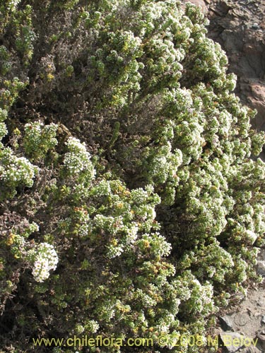 Imágen de Heliotropium pycnophyllum (). Haga un clic para aumentar parte de imágen.