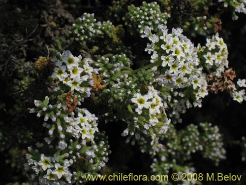 Heliotropium pycnophyllum의 사진