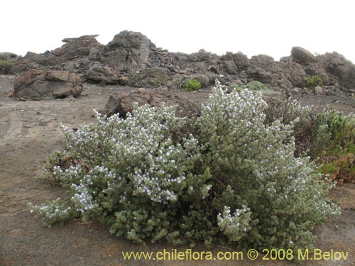 Imágen de Nolana aplocaryoides (). Haga un clic para aumentar parte de imágen.