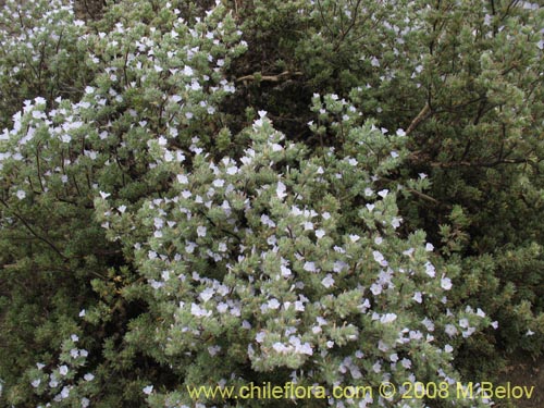 Imágen de Nolana aplocaryoides (). Haga un clic para aumentar parte de imágen.